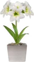 Easy to Grow Amaryllis 'White Christmas' Pre-Planted Bulb Indoor Gift Kit in a Silver Square - White Flowering Blooms in 4 to 8 Weeks