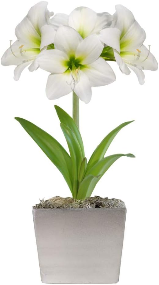 Easy to Grow Amaryllis 'White Christmas' Pre-Planted Bulb Indoor Gift Kit in a Silver Square - White Flowering Blooms in 4 to 8 Weeks
