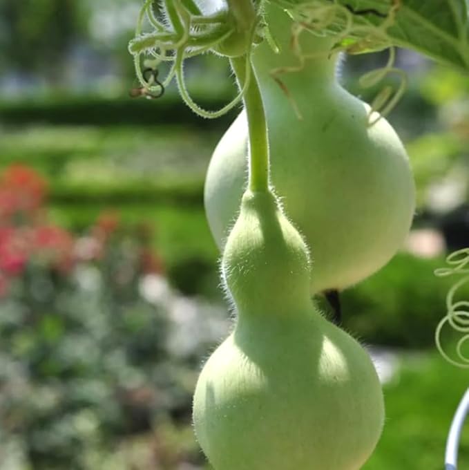 5PCS Birdhouse Gourd Seeds Asian Bottle Gourd Vegetable Seeds Heirloom