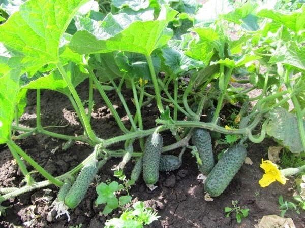 Seeds Cucumber Titus F1 Gherkin - Open-Pollinated - Heirloom Vegetable - GMO Free