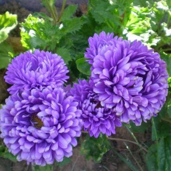 Outsidepride Paeony Aster Seeds - 2,000 Pcs Annual, Hardy & Pollinator Friendly Flower Seeds for Planting Vibrant Double Incurved Dark Blue Petals, Ideal for Meadows & Aesthetic Gardens