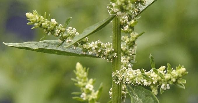 Live Epazote Plant/Mexican Tea. Year's Supply. Family Pack. Helps Immunity, Digestion, Metabolism. Flavorful, Pungent, Fresh, Edible. Easy Grow. Indoor/Outdoor. (2 Epazote in Sac)