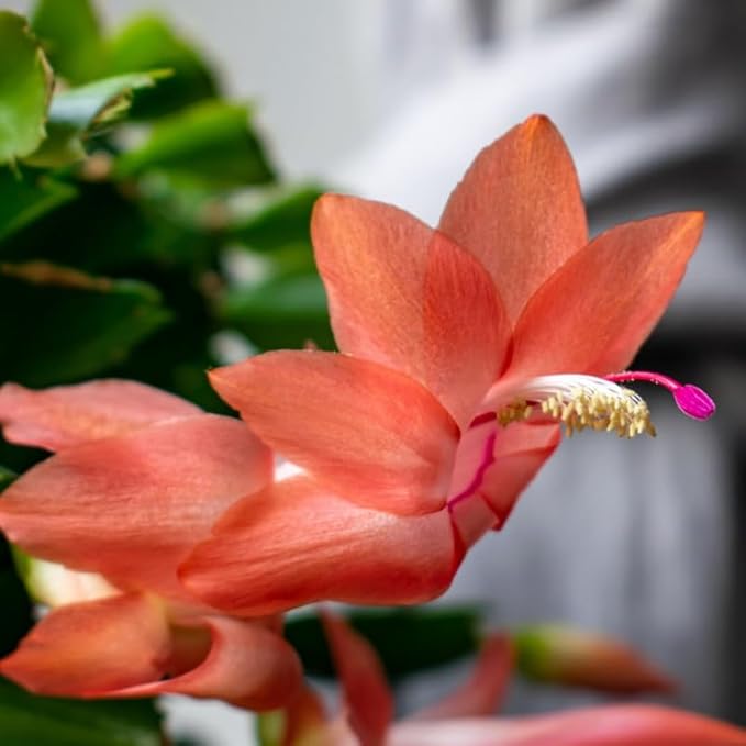 Orange Christmas Cactus Plants Live in 4 Inch Pot, Vibrant Christmas Cactus Blooms, Perennial Holiday Cactus Plant Flower Succulent Houseplant