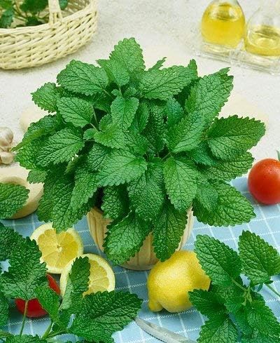 Seeds Herb Lemon Balm (Melissa Officinalis) Medicinal - 300 Seeds