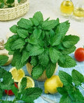 Seeds Herb Lemon Balm (Melissa Officinalis) Medicinal - 300 Seeds