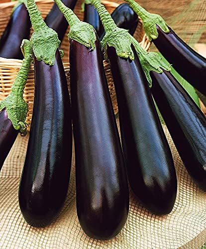 Eggplant Long Pop Seeds – Solanum Melongena | High-Yield Asian Eggplant Variety | Tender & Flavorful