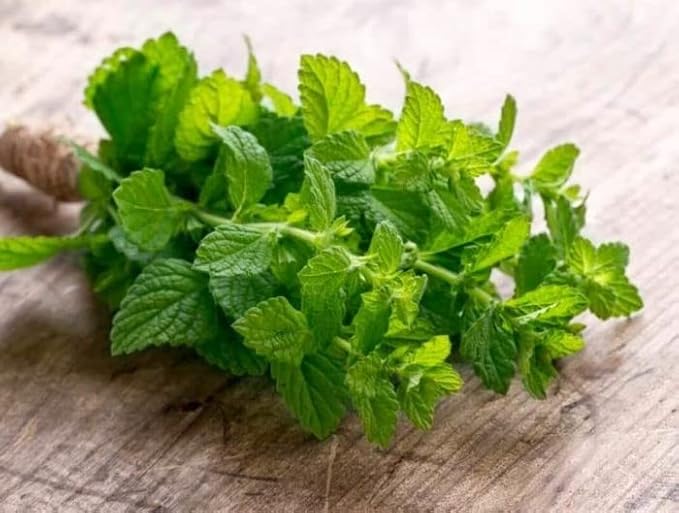 NIKA SEEDS - Seeds Herb Peppermint Mint Medicinal - 1000 Seeds