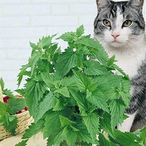 NIKA SEEDS - Seeds Herb Catmint (Catnip, Catswort, Catwort, Catnep, Field Balm, Nepeta Cataria) for Cat Heirloom - 100 Seeds
