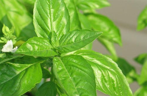 Basil Sweet Genovese Great Garden Herb by Seed Kingdom 1,200 Seeds