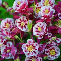 Aquilegia 'Pink Petticoat' Columbine Seeds – 100pcs Perennial Blooms with Double Pink Petals – Graceful Flowers for Outdoor Beds & Wildlife Gardens