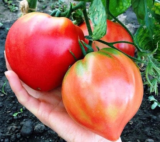 RAISE ME UP: Seeds Red Bull's Heart Tomato Indeterminate Non GMO Heirloom