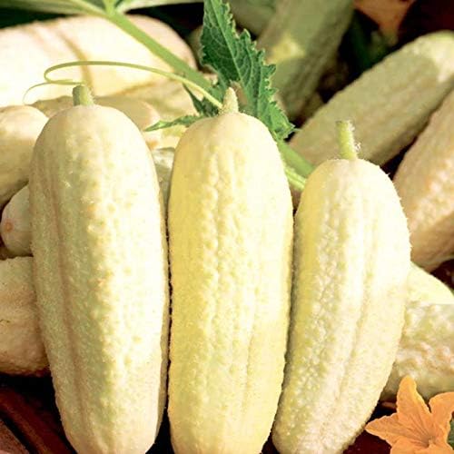 NIKA SEEDS - Seeds Vegetable White Cucumber 45 Days for Pickling Planting Non GMO - 20 Seeds