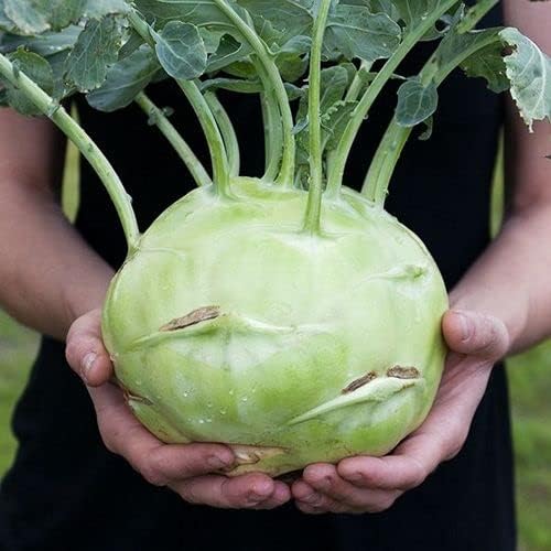 100+ Seeds Giant Kohlrabi Cabbage Biennial - Vegetable Green