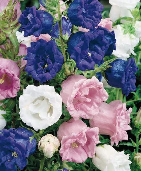 FUN AND GROW SEEDS: Seeds Canterbury Bells Mix Double Biennial Flowers for Planting