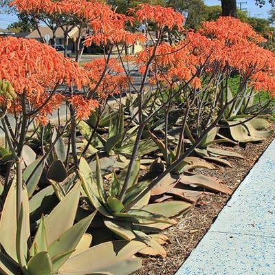 Coral Aloe Plants (Aloe striata) - Live Succulent with Striking Pink Edges and Smooth, Flat Leaves for Indoor/Outdoor Gardening (4 Coral Aloe Cups)