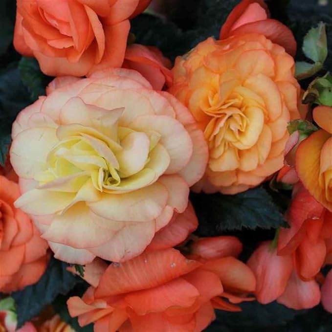 Outsidepride Sorbet Limitless Begonia Seeds for Planting - 50 Pcs Perennial Flower Seeds with Large Blooms, Arching & Pendulous Growth Habit, for Containers, Hanging Baskets, or Landscape Plantings
