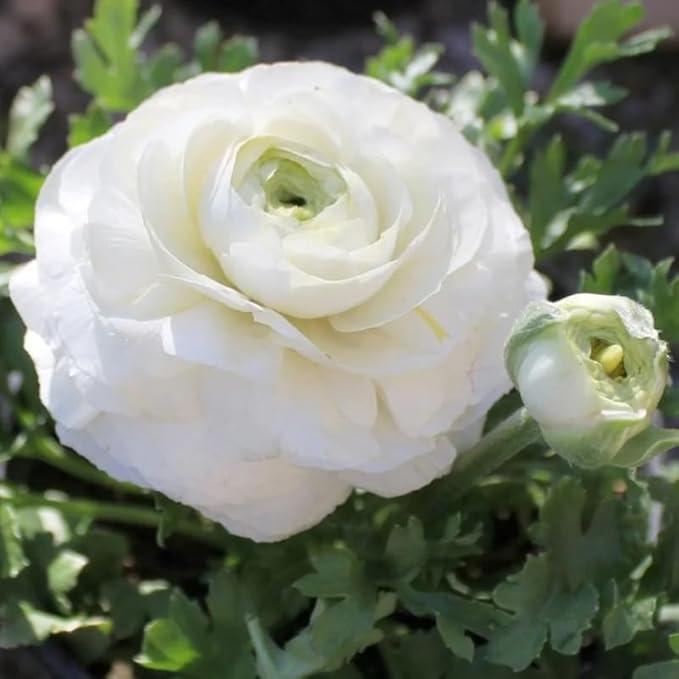 Pack 20 Ranunculus Bulbs for Planting, White Ranunculus Corms, Butterfly Ranunculus Flowers Bulbs to Grow, Peony Buttercup Ranunculus