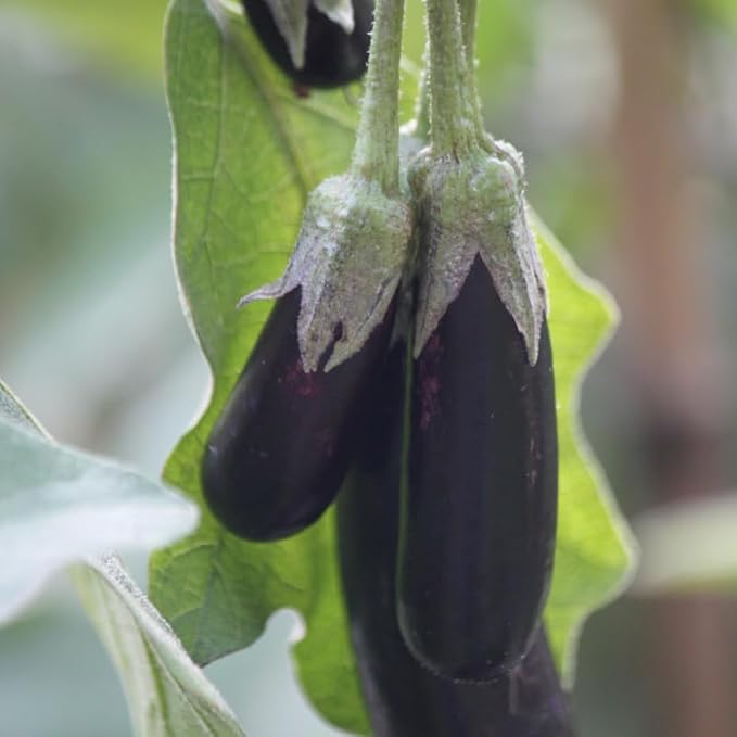 100 Long Purple Eggplants Seeds, Vegetable Eggplant Seeds for Planting Outdoor Garden