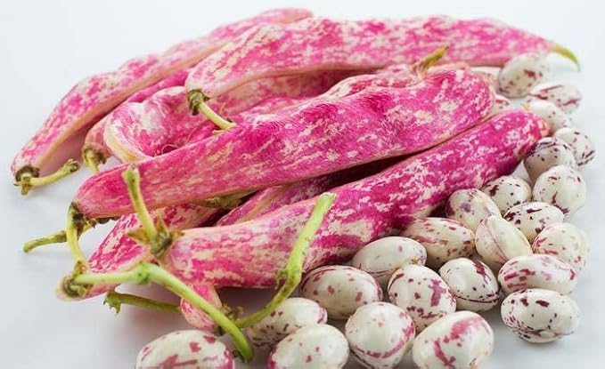 Tongue of Fire Bean Seeds - 20 Large Seeds - Bush Bean