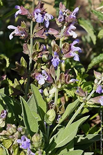 Seeds Sage (Salvia officinalis) Heirloom Herbs for Planting Non GMO