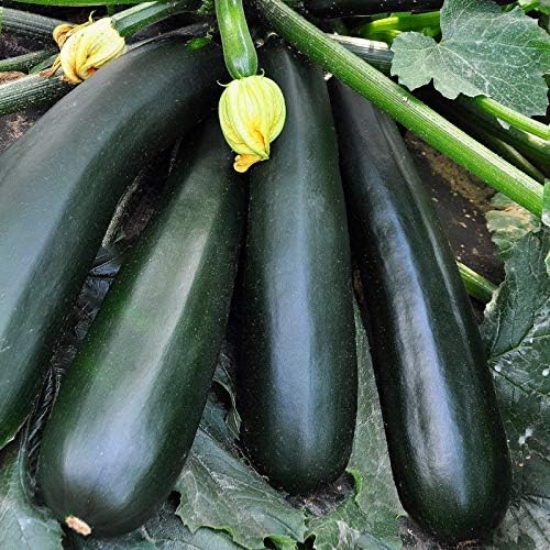 NIKA SEEDS - Seeds Vegetable Zucchini Black Beauty - 30 Seeds