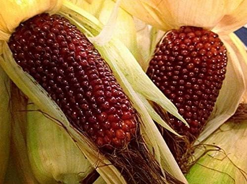 NIKA SEEDS - Seeds Vegetable Ornamental Corn Red - 10 Seeds