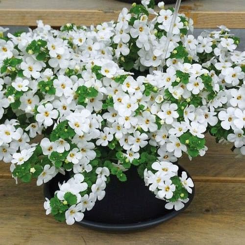 Outsidepride White Snowtopia Bacopa Seeds - 10 Pcs Low Maintenance Perennial Flower Seeds with Cascading, Vibrant Blooms & Trailing Growth Habit, for Containers, Baskets, & Window Boxes