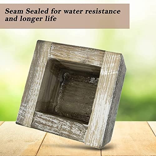 Cali Kiwi Pros Cat Grass for Indoor Cats - Christmas Organic Cat Grass Kit: 4.25" Square Planter with Organic Seeds, Soil Pucks, Hand Made in The USA (Green Gold)