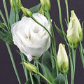 Park Seed Lisianthus Flowering Planting Seeds, Easy to Grow, Variety of Colors and Sizes, Spring Garden, Charisma White, Pack of 25