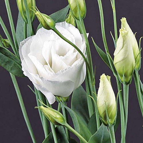 Park Seed Lisianthus Flowering Planting Seeds, Easy to Grow, Variety of Colors and Sizes, Spring Garden, Charisma White, Pack of 25