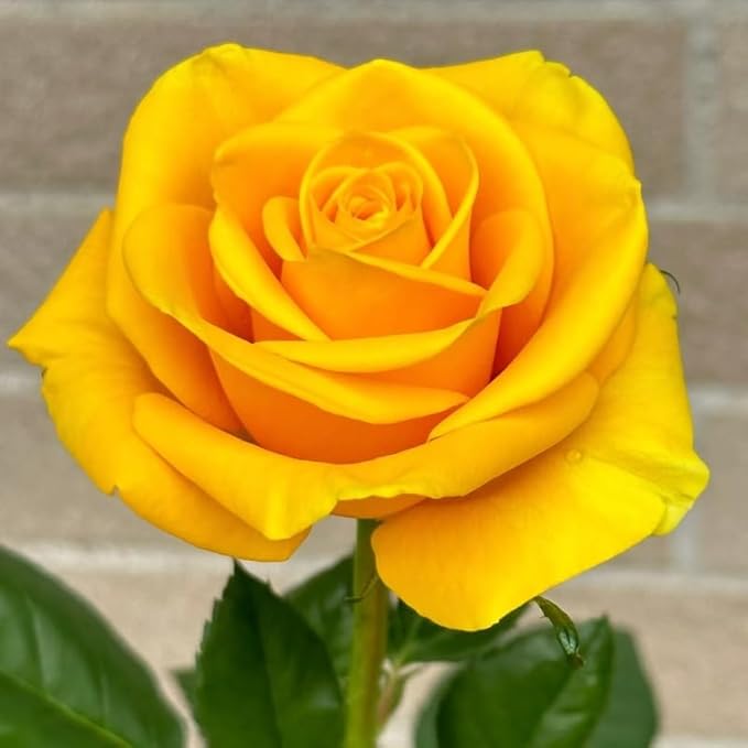 100+ PCS Yellow Rose Seed Symbol of Friendship Perennial Rosa Bush Shrub Striking Landscaping Plant Easy Cultivating