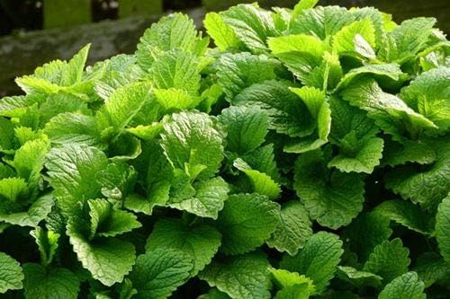 SeedsUP - 300+ Seeds Melissa Lemon Balm Mint - Herb Green