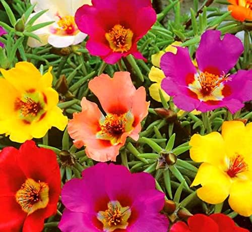 Purslane Large Flower Seed Mix Portulaca Grandiflora Rose Moss Succulent Seeds for Planting 1000+ Seeds