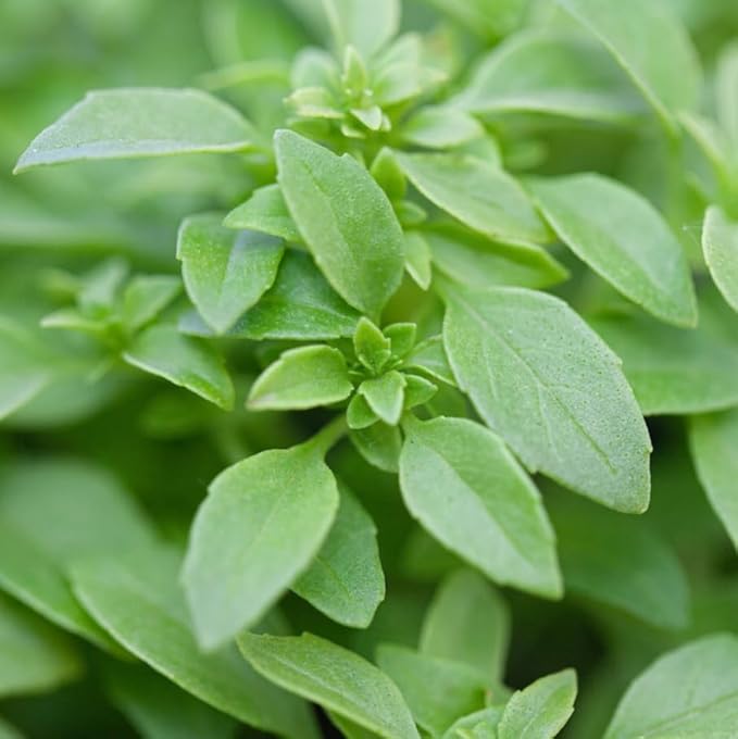 6 Greek Basil Plants for Planting, Sweet Basil Plants Culinary Basil Seedlings Fragrant Herb 3-6 Inch Tall, Ship No Pot
