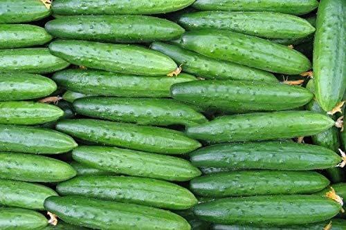 Seeds4planting - Seeds Indoor Cucumber April F1 Self-Pollinated 40 Days Pickling Giant Long Vegetable Non GMO