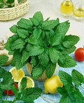 Seeds Lemon Balm Melissa Herbs Heirloom for Planting Non GMO