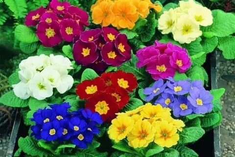 Primrose Garden Mix Seeds – Perennial Flower (Primula spp.) | Early Spring Blooms, Vibrant Color Variety for Shade Gardens