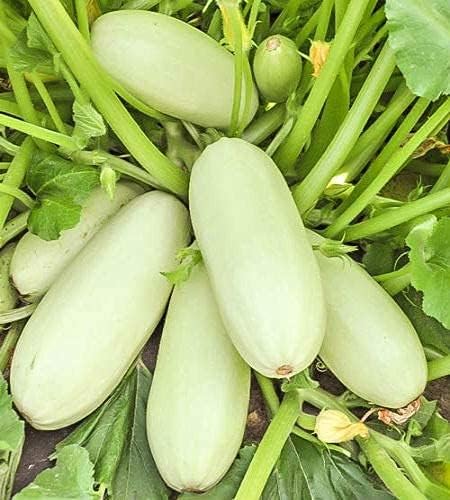 Seeds4planting - Seeds Zucchini Mush Bush White Giant Heirloom Non GMO