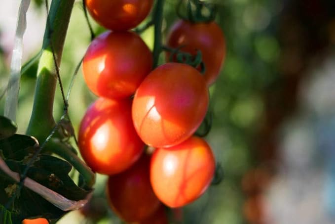 300 Cherry Tomato Seeds, Non-GMO Heirloom Vegetable for Home Garden, Indoor Outdoor Planting, Sweet Red Tomatoes, Semillas de Tomate para Sembrar