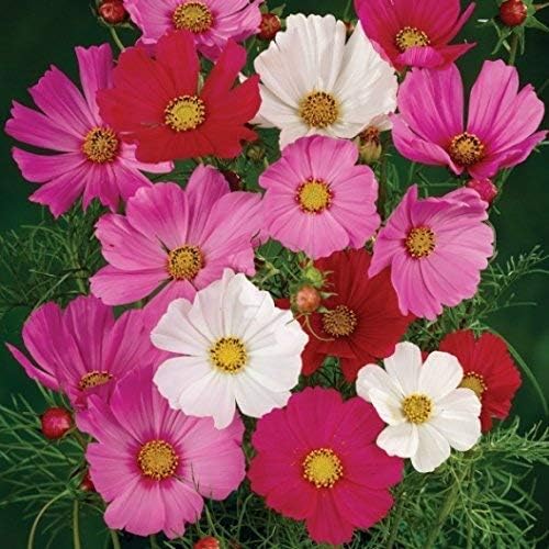 Dirt Goddess Super Seeds ~ Cosmos Seeds - Sensation Mix (1/4 Lb) Cosmos bipinnatus Non GMO Bulk