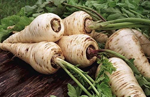 Seeds Parsnip Vegetable Heirloom Non GMO for Planting