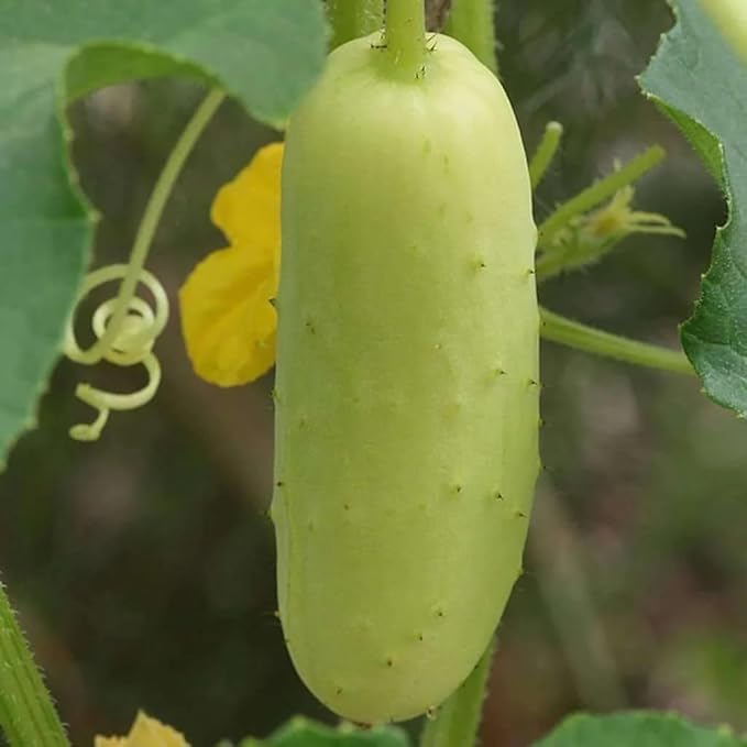 50 Puneri Indian Heirloom Cucumber Seeds; Poona Keera