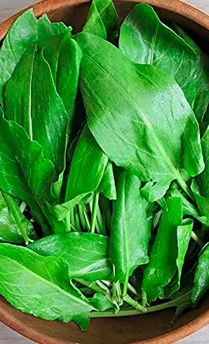 Broadleaf Sorrel Odessa Seeds (Rumex acetosa) Giant Herbs for Planting Non GMO 2000 Seeds