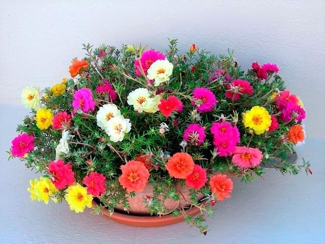 Seeds Multicolor Purslane Double Flower Mix 1000+ Seeds to Grow Double Moss Rose Perfect Ground Cover