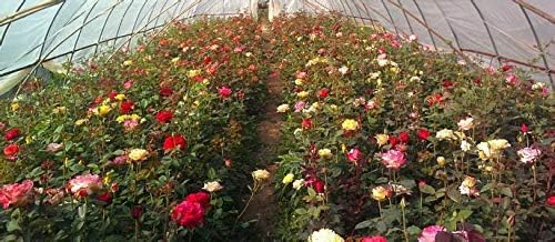 100+ Rare Rose Seeds Mixed Colors Flowers Garden Planting