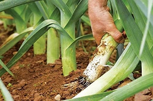 SeedsUP - 300+ Seeds Leek Autumn Giant Onion - Vegetable Green