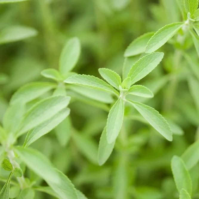 Natural Herbal Live Zero Calorie Sugar Replacement. Stevia Plants. Sweet Leaf, Sugar Leaf, Natural Sugar Substitute Herb, Easy to Grow (2 stevia Cups)