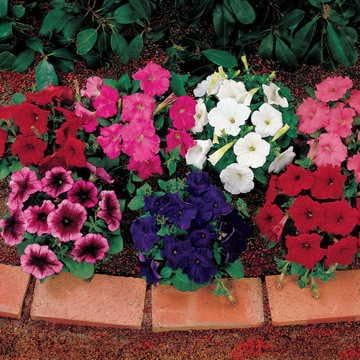 Park Seed Celebrity Mix Petunia – Fast-Blooming 43-Day Floribunda with Solids, Bicolors, Ice, and Star Patterns, 8–10 Inch Compact Plants for Beds, Baskets, and Containers – Pack of 100