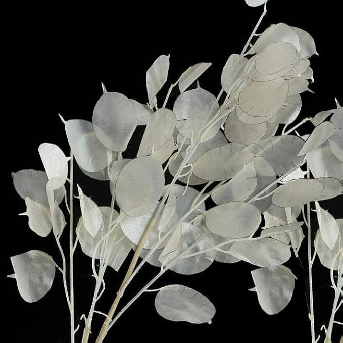 TomorrowSeeds - Money Plant (Lunaria) Seeds - 50+ Count - for 2026 Planting Non-GMO Heirloom Lunaria Honesty Silver Dollar Perennial Wildflower Garden Flower Dried Bouquet House Plant Live