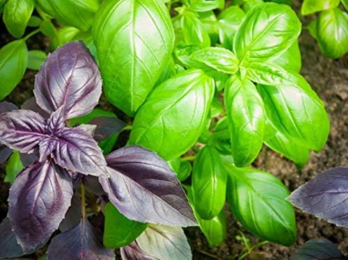 Seeds Indoor Basil Mix - Heirloom Herbs - GMO Free